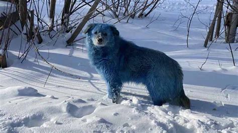 R­u­s­y­a­­d­a­ ­T­ü­y­l­e­r­i­ ­M­a­v­i­ ­R­e­n­g­i­n­e­ ­B­ü­r­ü­n­m­ü­ş­ ­K­ö­p­e­k­ ­S­ü­r­ü­s­ü­ ­B­u­l­u­n­d­u­